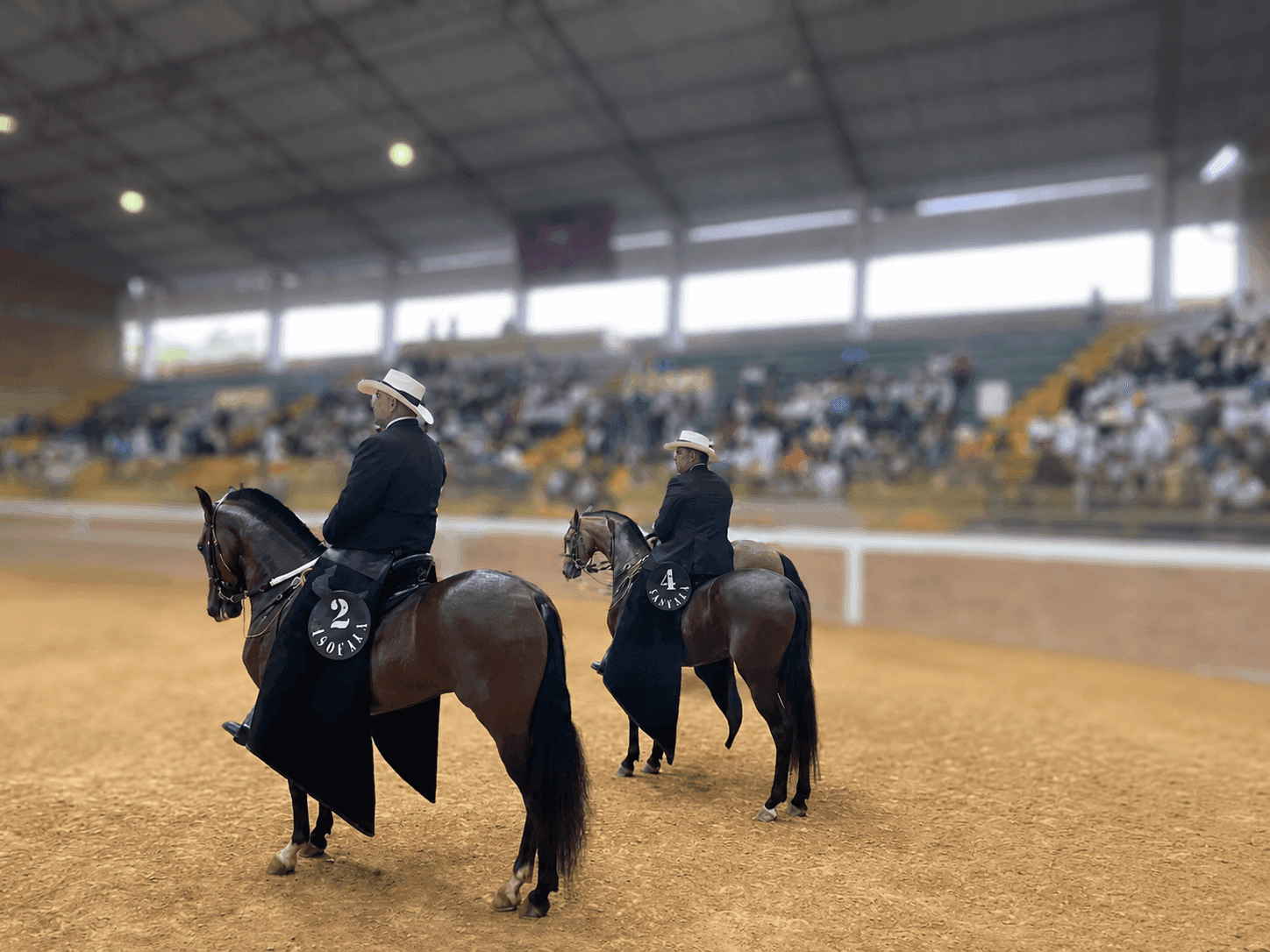 Jinetes con caballos de paso en exhibición de feria equina